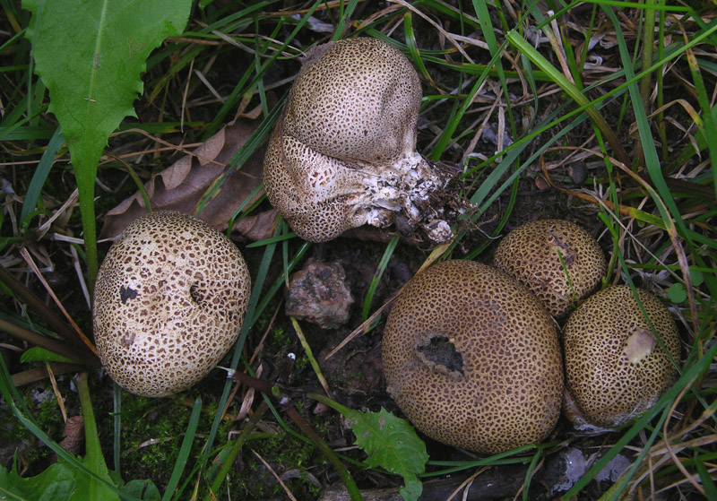 Gastromycetidae.